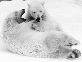 Shorter winters mean Arctic polar bears struggle to build up enough reserves of fat to see them through summer