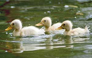 Ducklings swim in unison at Sukhna Lake in Chandigarh.