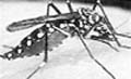Mosquito Aedes Aegypti
