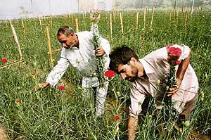 Mr Hari Ram Thakur (left) and his nephew pick carnation flower sticks at their greenhouse in Namhol, Bilaspur district.