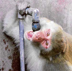 Photo by Anil Dayal