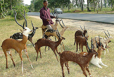 Wildlife enthusiasm or good marketing skills: A roadside seller on the Jalandhar- Amritsar GT Road shows the hardiness of the deer he is trying to sell by sitting on one of them. These deer are made of goatskin, he tells the customers to be on the safe side and not end up in court like Salman Khan and former Indian cricket captain Mansur Ali Khan Pataudi.