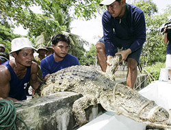 Workers carry an alligator during evacuation of reptiles to higher ground to prevent them from escaping from a farm threatened by floodwaters in Uthai Thani province,
