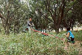 The neglected park at Sector 42-C in Chandigarh