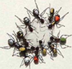 Trained ants with paint markers. (Image courtesy Biotechnology and Biological Sciences Research Council)