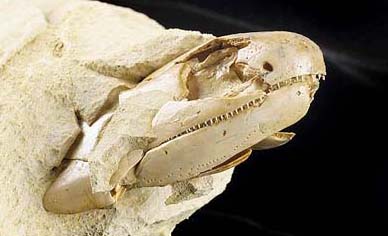 The head of a 400-million-year-old Devonian fish fossil named Gogonasus