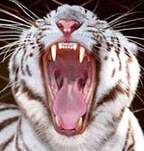 Twenty-month-old white tiger Kapila yawns at an enclosure in the Nehru Zoological Park in Hyderabad
