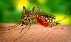 Chikungunya and degue fever are spread by the bite of infected female mosquito of genus Aedes 