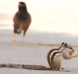 A squirrel nibbles away while the bird awaits its turn. 