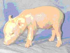 Organ donor pig