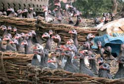 Wild birds Titir were rescued from Sonepat on Saturday. They were being illegally taken to Punjab from Bihar.