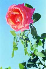 Keep other plants at a distance of two feet or more from your rose