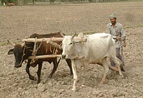 A farmer tills his land in a border village of Amritsar district.