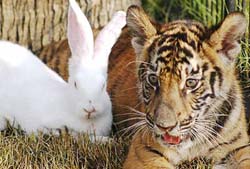 STRANGE FRIENDS: The artificially bred tiger cubs get along well with rabbits, which generates tremendous interest among visitors in Chinas Hainan province