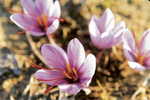 Over 200 flowers are needed to make one gram of saffron