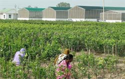 A nursery at Jallowal village, near Bhogpur, in Jalandhar district where high-yield citrus plants are being cultivated.