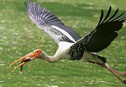 A painted stork with its catch at Delhi Zoo on Monday 