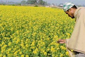 Mustard in full bloom in the countryside of Ludhiana