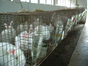 The farm authorities have designed special cages for rabbits at a farm run by Himachal Pradesh Krisshi Vishav Vidyalya
