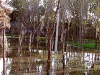 Chemical-laced water being discharged on forest land on the GT Road in Ludhiana on Tuesday.
