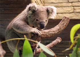A Koala bear is seen sitting on a tree during its arrival at Chiang Mai Zoo