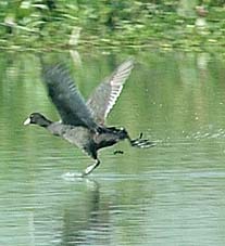 A cormorant takes a flight at the Kanjli reservoir, near Kapurthala, on Sunday