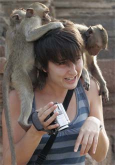 Monkeys sit on a tourist's shoulders during the annual Monkey Buffet Festival at the Pra Prang Sam Yot temple in Lopburi province, 150 km north of Bangkok
