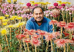 Virender sitting amidst his chrysanthemums to be displayed at the Chrysanthemum Show starting on December 8 at the Terraced Garden, Sector 33, Chandigarh.