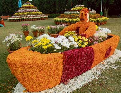 The Terraced Garden, Sector 33, Chandigarh. Is decked up for the Chrysanthemum Show, which is to start on Friday