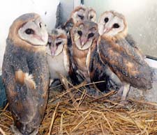 The barn owls which were rescued and released in Mattewal jungles on Wednesday