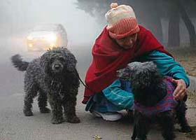 As the city snuggles under a thick blanket of morning fog, a pet lover braves the weather for her pets in Chandigarh
