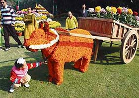 Visitors enjoy the chrysanthemum show at Terrace Garden in Sector 33, Chandigarh