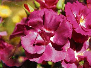 Wisely, a school for gardening, attracts thousands of visitors every year
