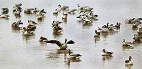 A flock of migratory birds at Sukhna Lake in Chandigarh