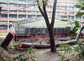 The fallen tree at the Botany Department at Panjab University