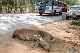 Yet another sambar strayed into the city and died after being hit by a vehicle on the Panchkula-Chandimandir road this morning
