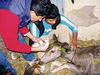 An injured sambar being nursed in Doraha on Monday.
