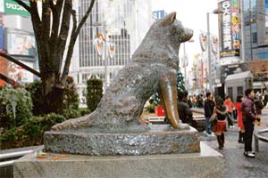 Statue of Hachika, the much- remembered dog