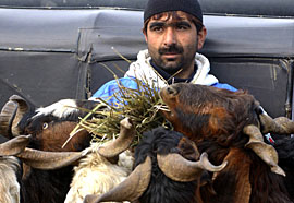A herd of sacrificial goats for sale for the Muslim festival of Id-ul-Adha being fed on the roadside in Srinagar on Wednesday.