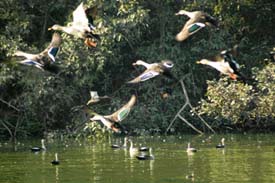 Migratory birds take a flight at the Chhatbir zoo lake on Friday.