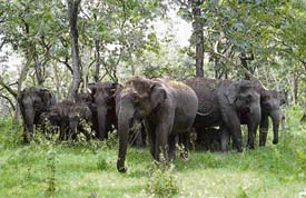 Depletion of forest cover is endangering elephants in India