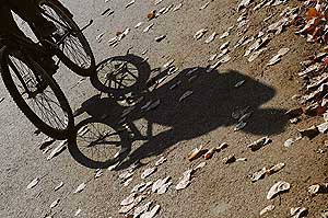 Leaves grow only to wither away with the passage of time to complete their own cycle of life.