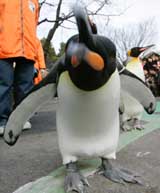King pengu;ins walk past visitors during an event at Ueno Zoo in Tokyo on Wednesday