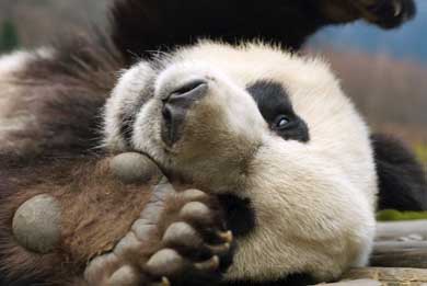A panda plays in the China Wolong Giant Panda Research Centre in southwest Chinas Sichuan province on Tuesday