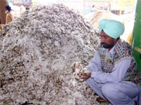 A farmer shows cotton destroyed in a fire caused by a short-circuit in a market in Bathinda on Friday.