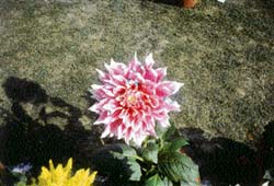 A prize-winning cactus dahlia