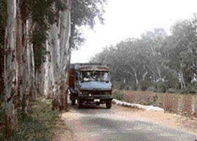 Eucalyptus trees which have caused the narrowing of the road near Rara Sahib village in Ludhiana
