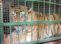Tigress Elaichi, which was ailing at Tiger Safari in Ludhiana, being shifted to the