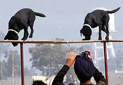 Dogs perform during Army Day celebrations in Patiala on Wednesday.