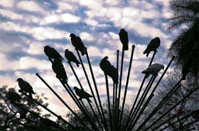 Strings of kites pose a grave threat to birds as they get entangled in flight and get injured in the process